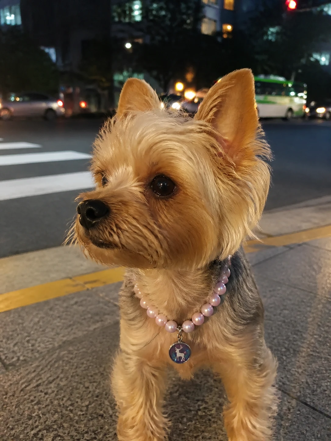 晨雾鹿影