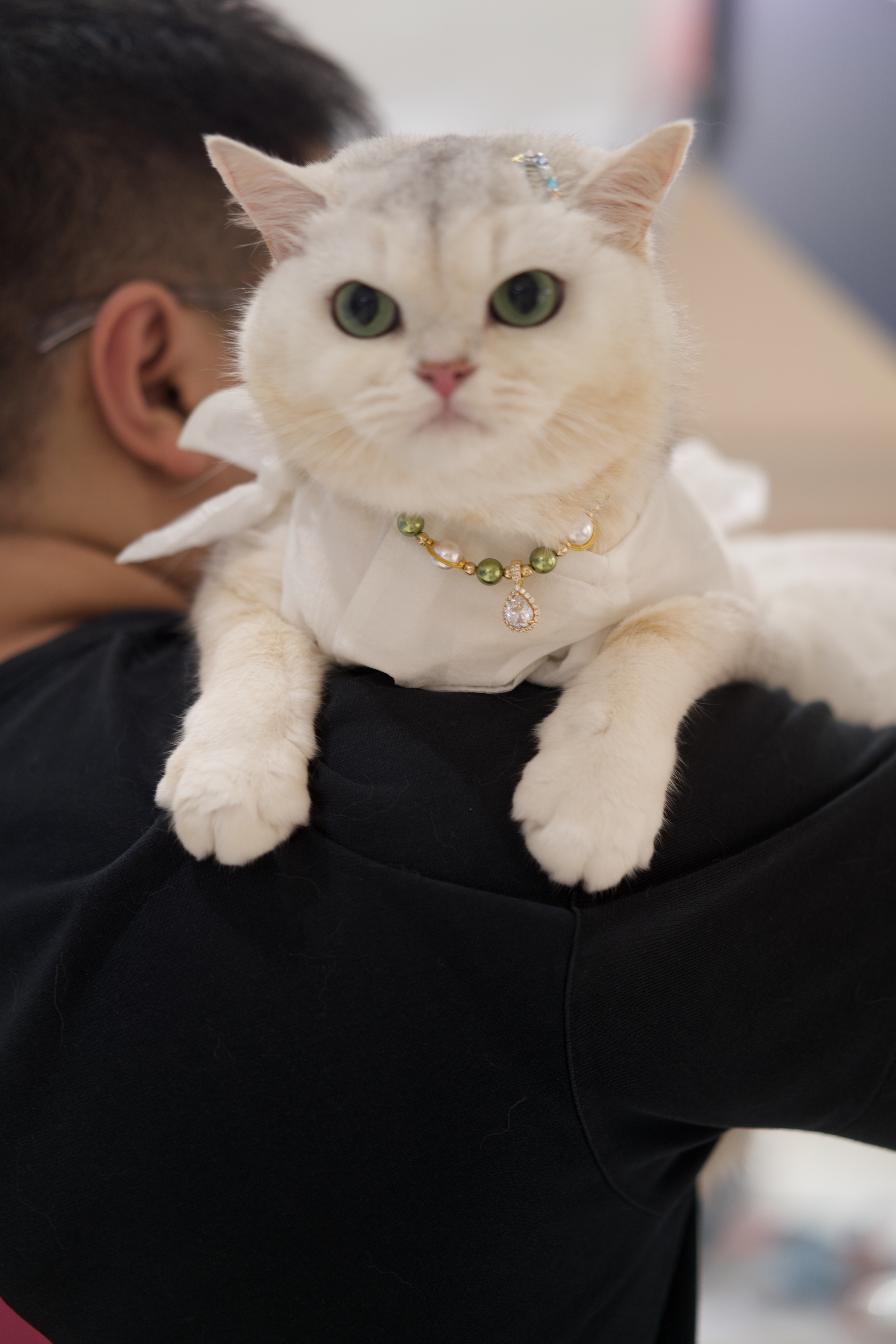 绿珠配色很有质感，猫咪也很放松。